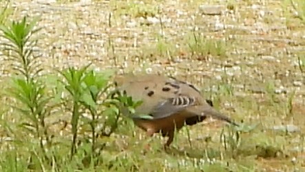 Mourning Dove - ML620681424