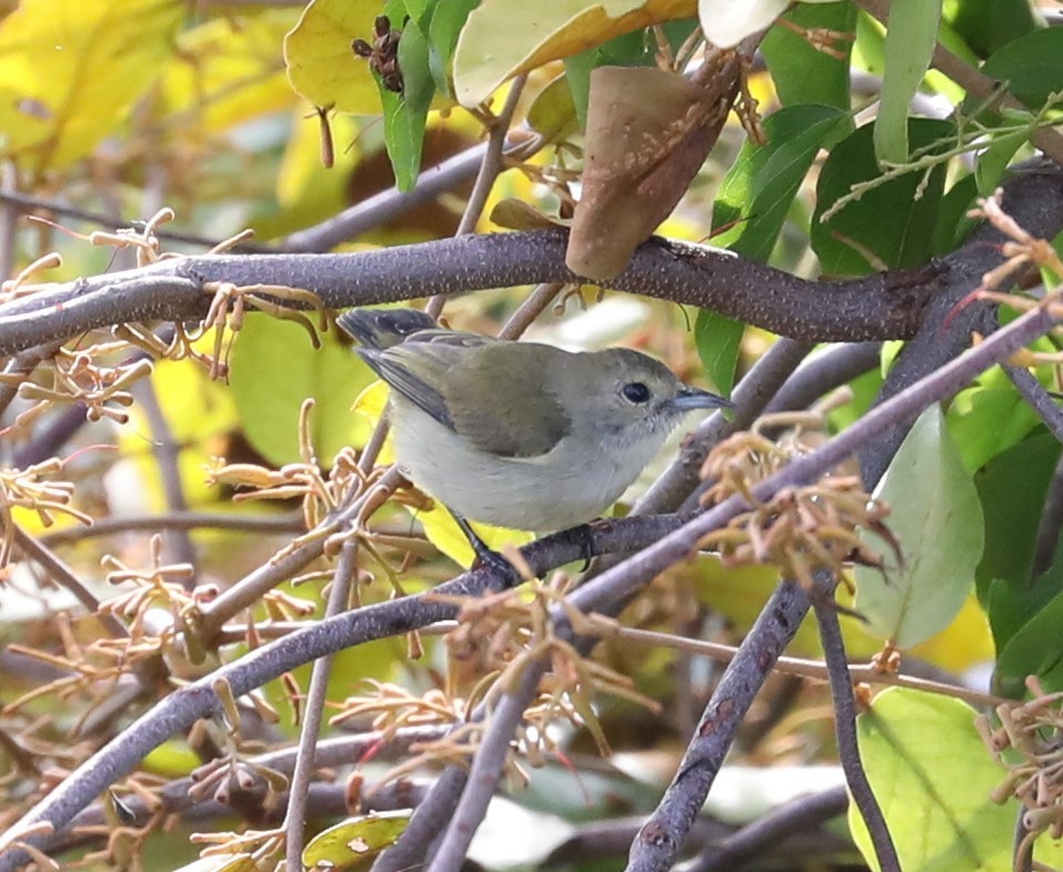 Plain Flowerpecker - ML620681428