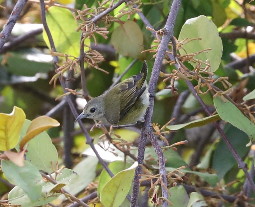 Plain Flowerpecker - ML620681429