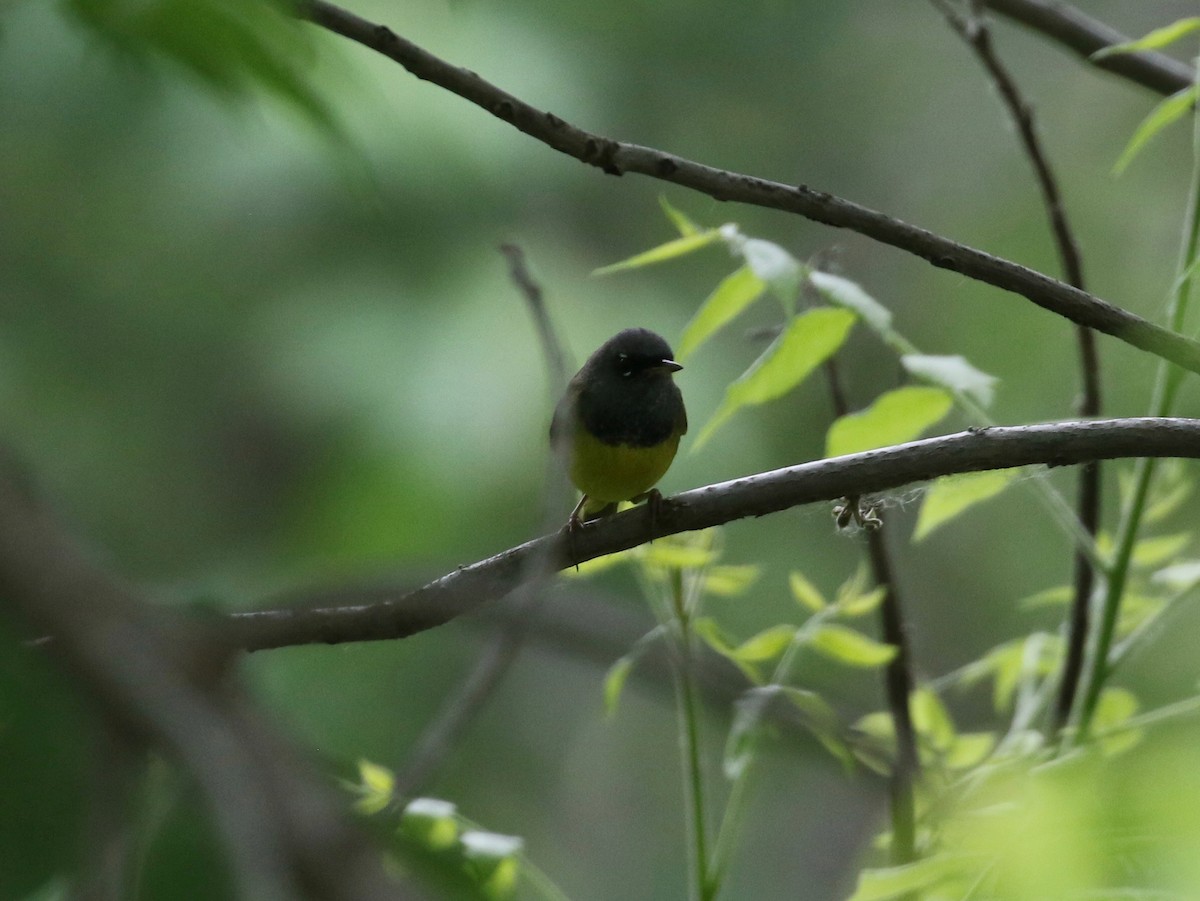 MacGillivray's Warbler - ML620681430