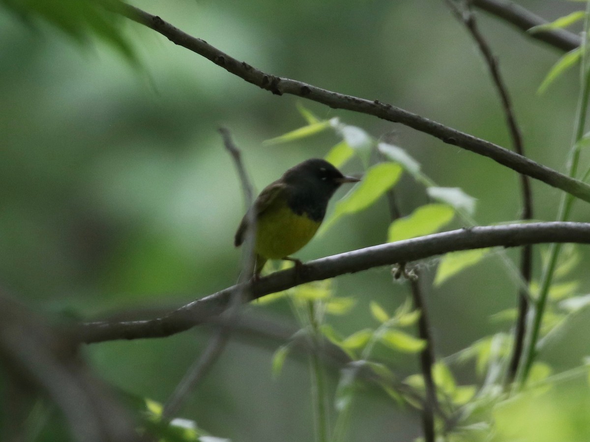 MacGillivray's Warbler - ML620681437