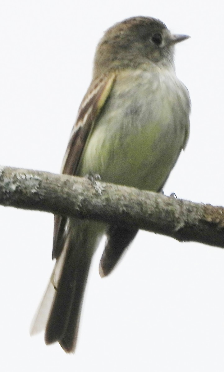 Least Flycatcher - ML620681443