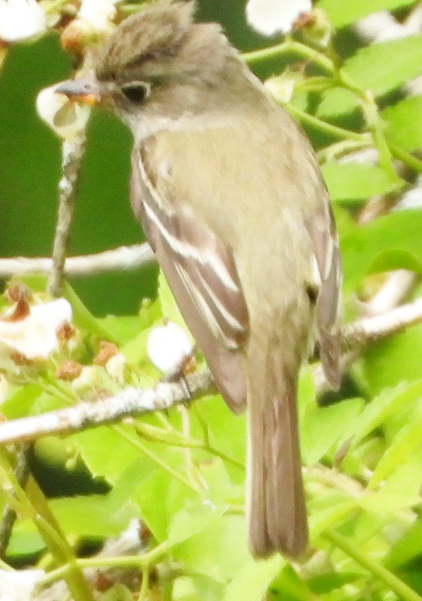 Least Flycatcher - ML620681445