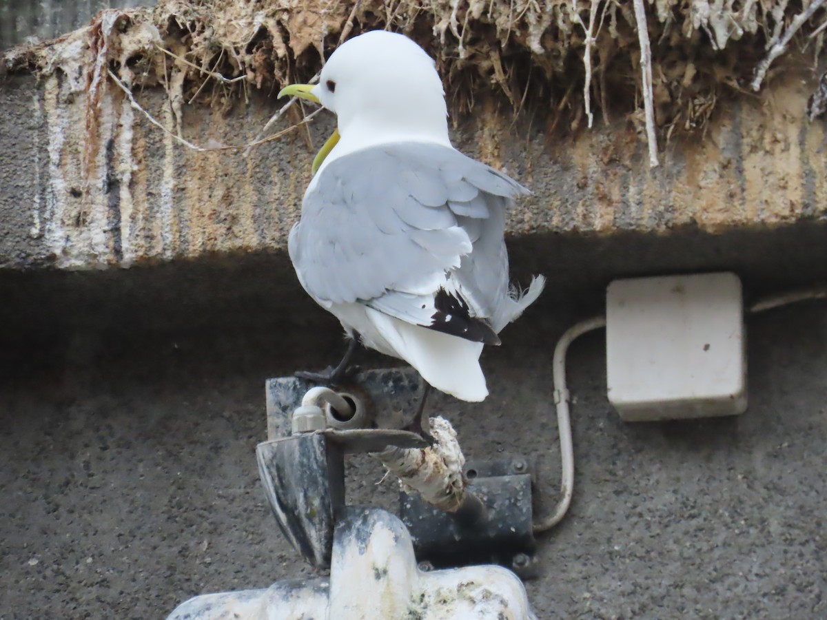 Mouette tridactyle - ML620681464