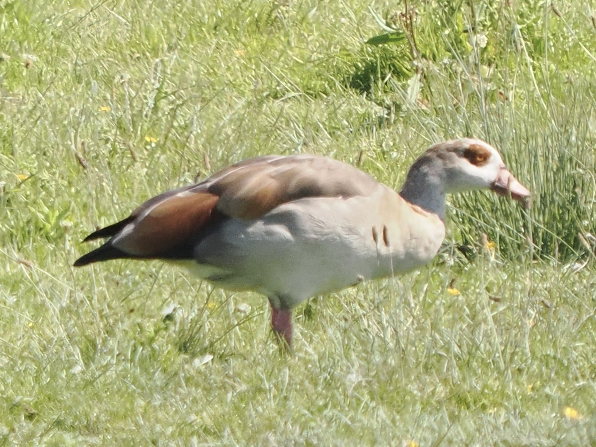 Egyptian Goose - ML620681467