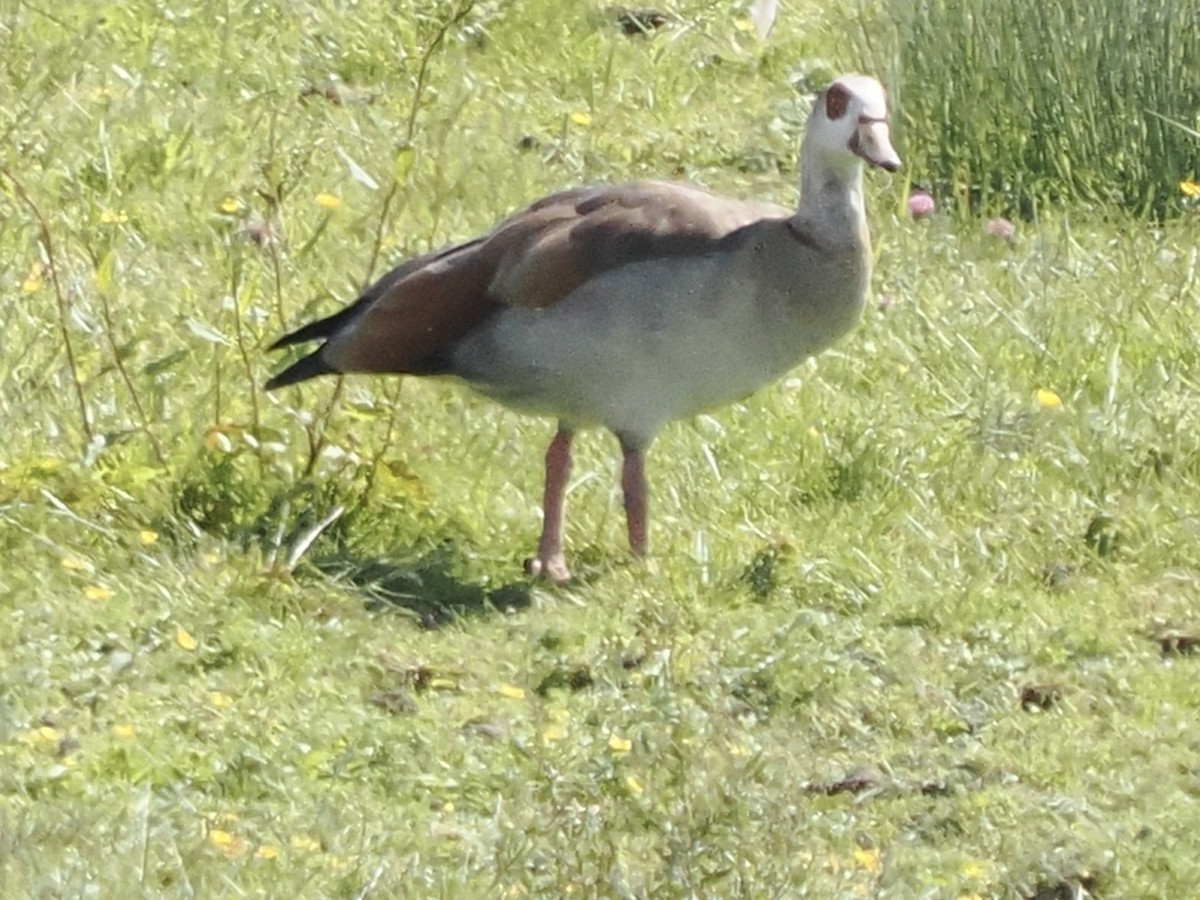 Egyptian Goose - ML620681468