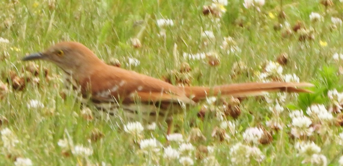 Brown Thrasher - ML620681469