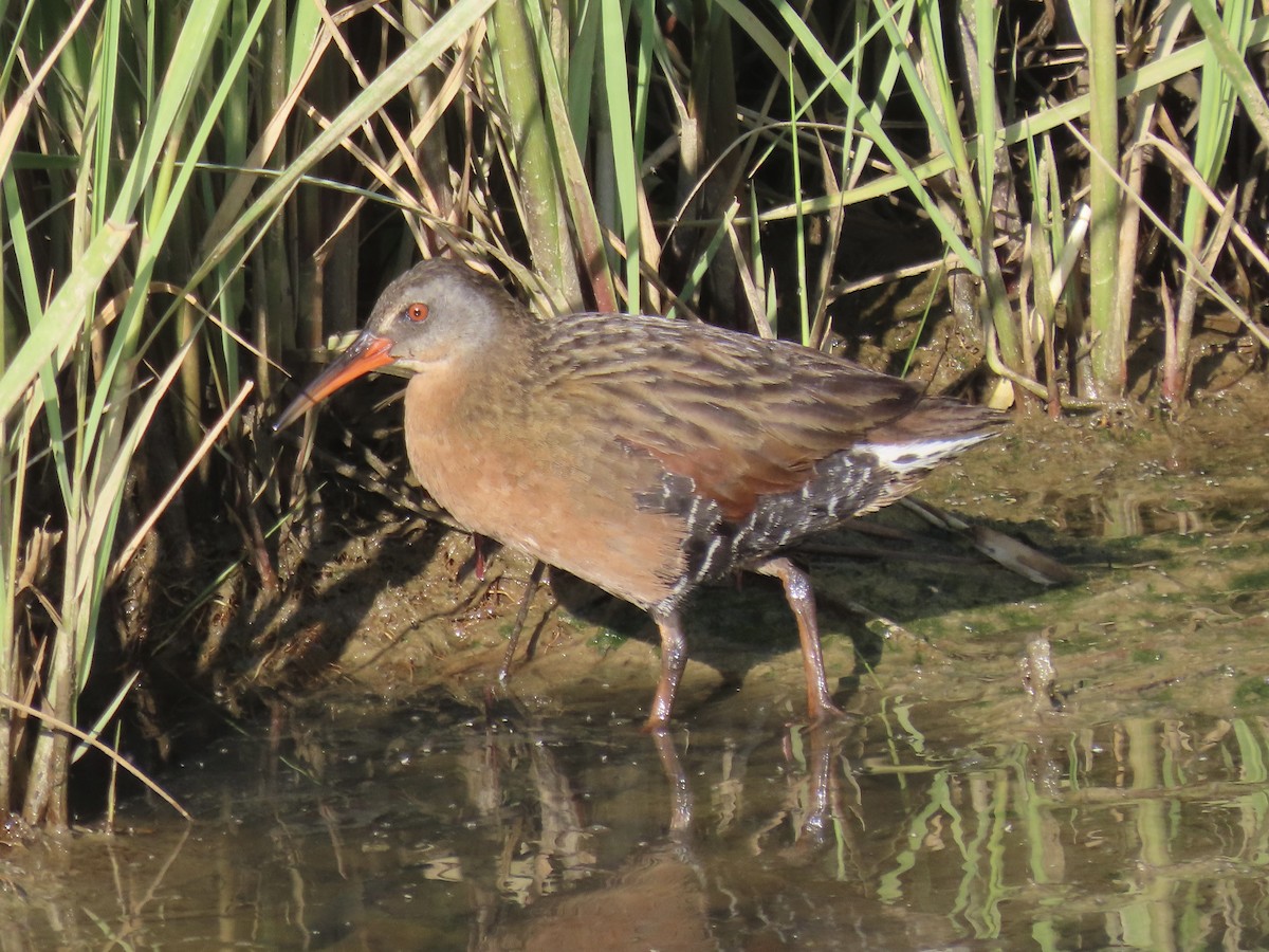 Virginia Rail (Virginia) - ML620681471