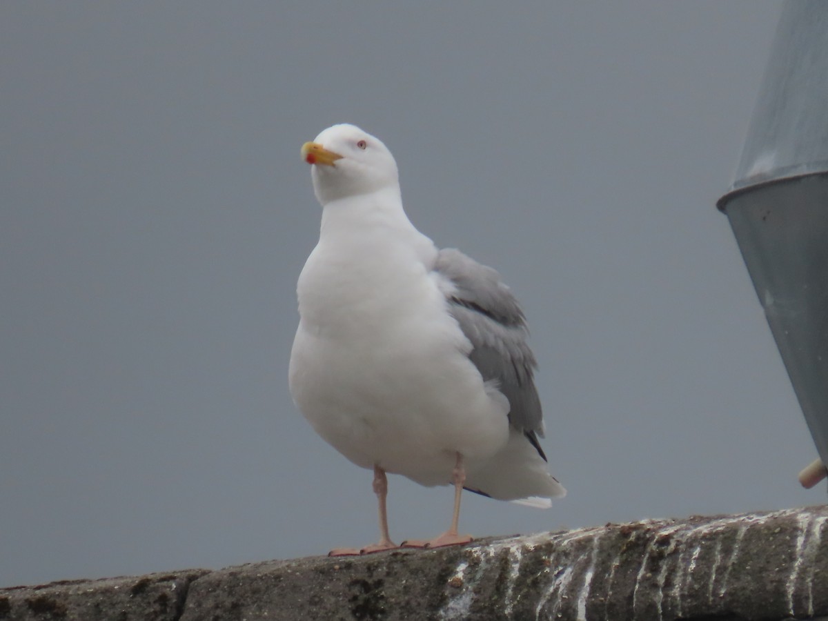 Herring Gull - ML620681472