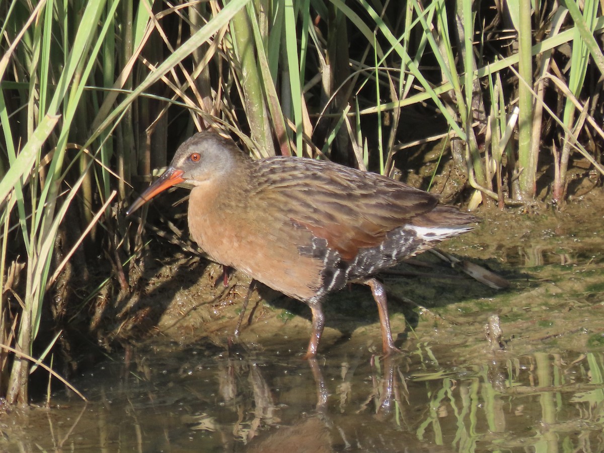 Virginia Rail (Virginia) - ML620681477