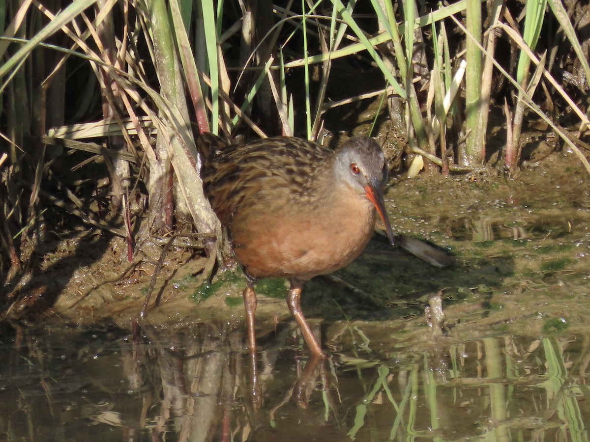 Virginia Rail (Virginia) - ML620681479