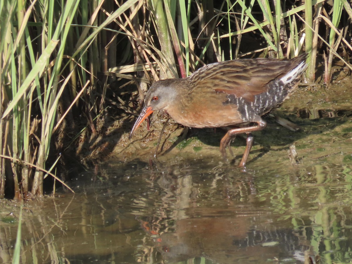 Virginia Rail (Virginia) - ML620681480