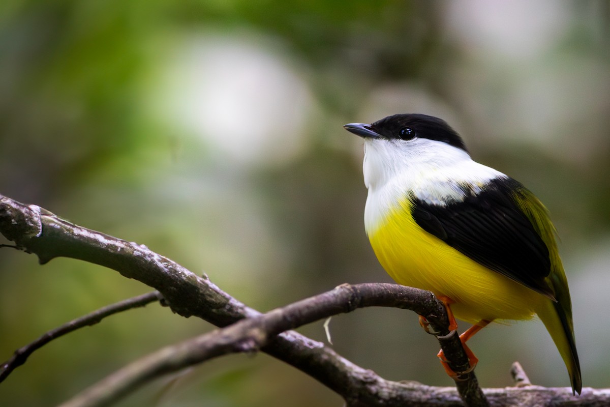 Manakin à col blanc - ML620681481