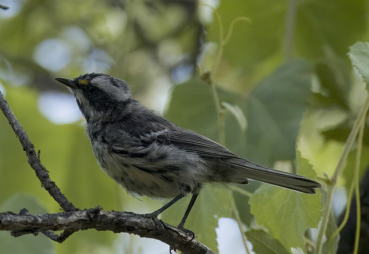 Black-throated Gray Warbler - ML620681483