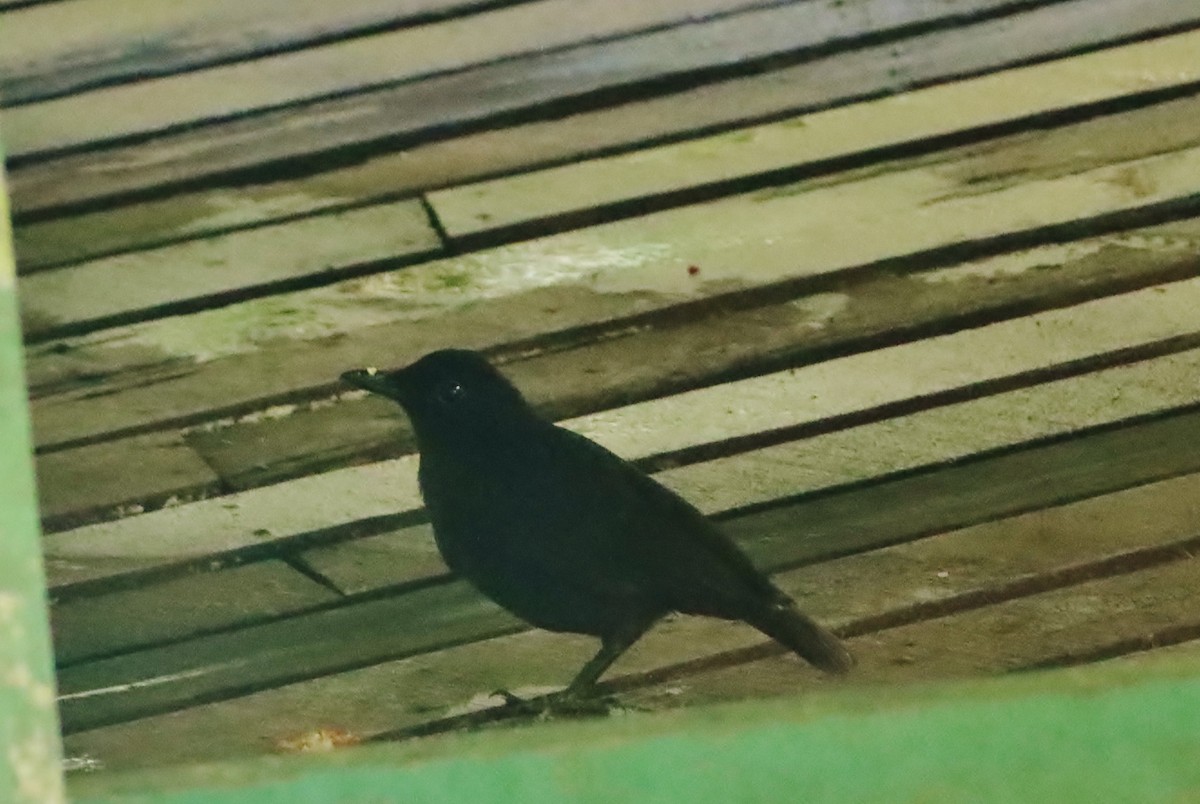 Bornean Whistling-Thrush - ML620681485