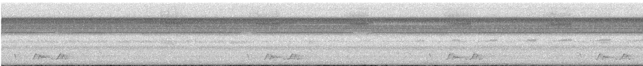 Carolinanachtschwalbe - ML620681488