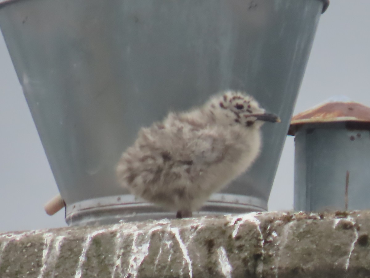 Herring Gull - ML620681489