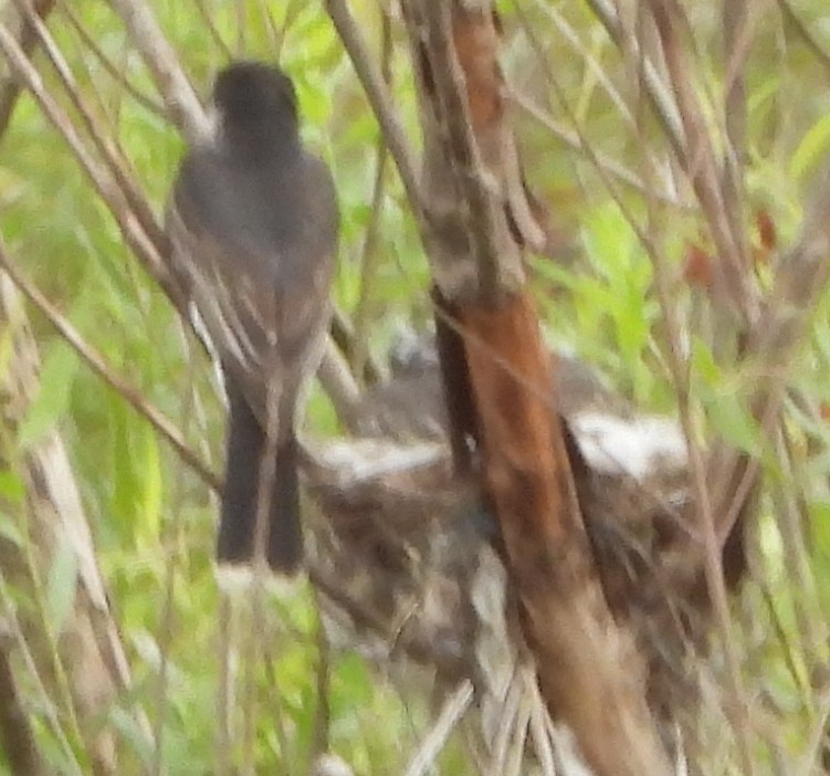 Eastern Kingbird - ML620681490