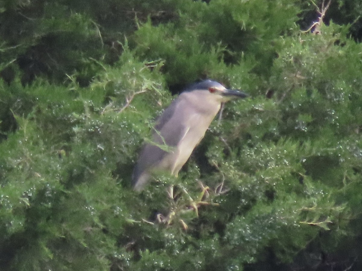 Black-crowned Night Heron (American) - ML620681491