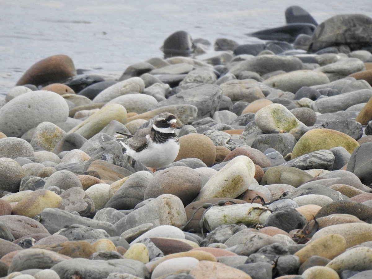 Common Ringed Plover - ML620681493