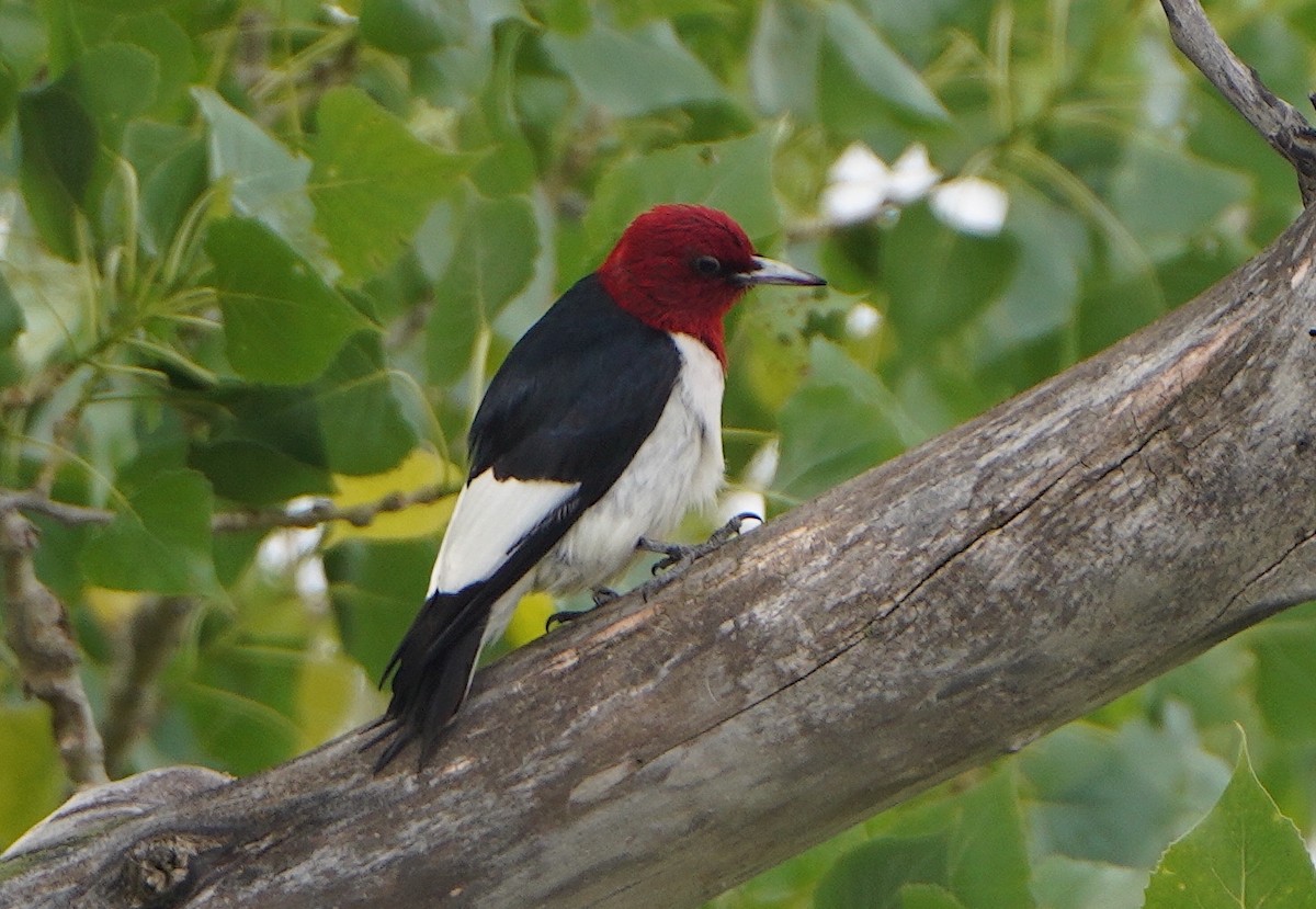 Red-headed Woodpecker - ML620681506