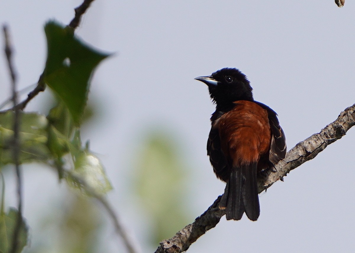 Orchard Oriole - ML620681514