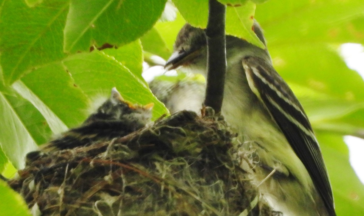 Least Flycatcher - ML620681524