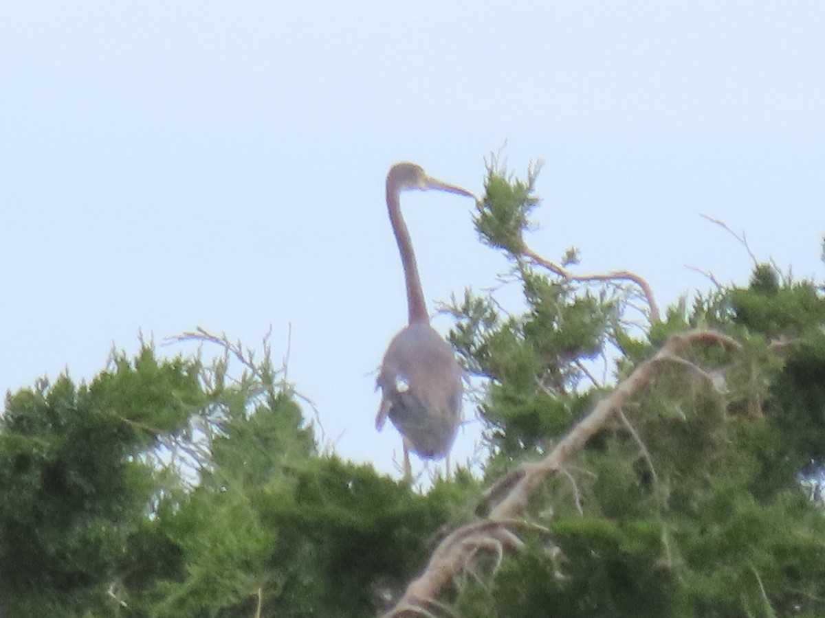 Tricolored Heron - ML620681525