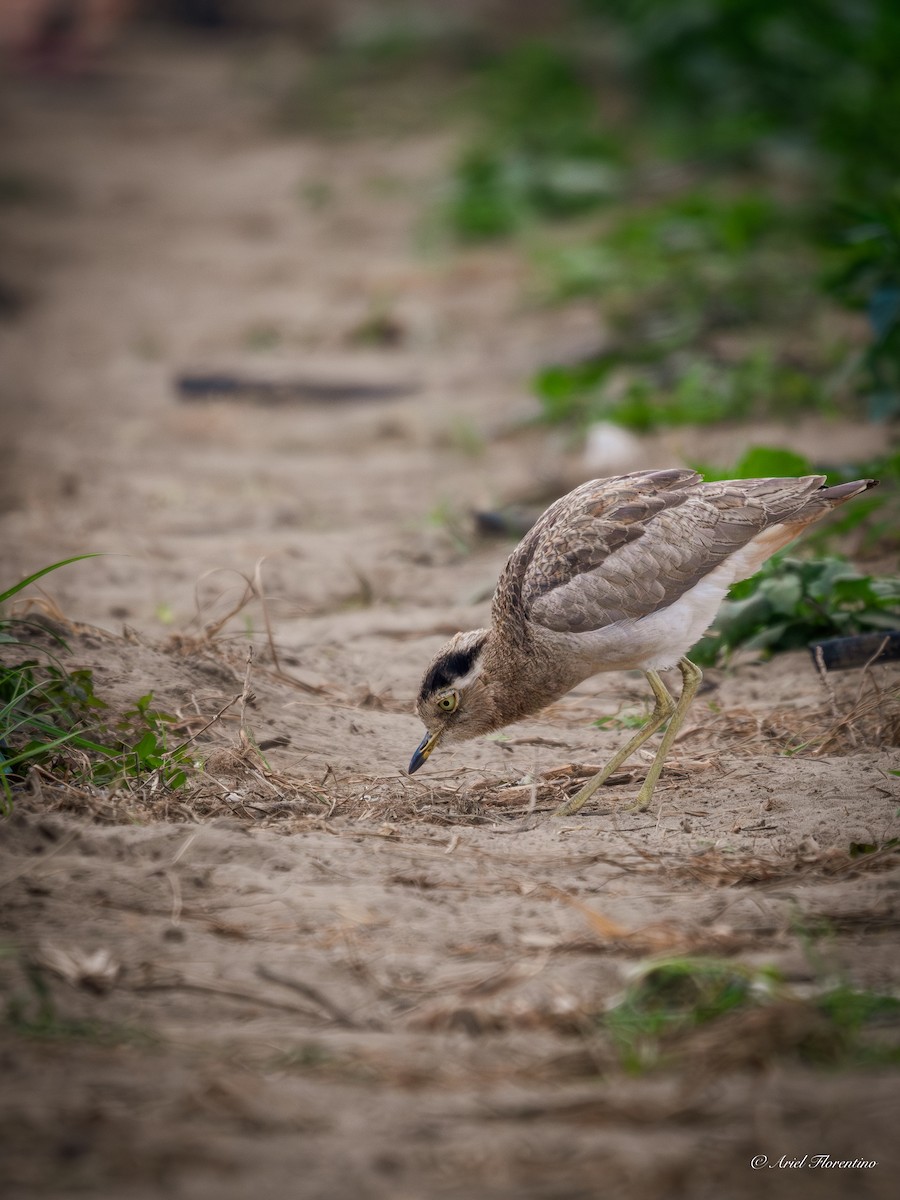 Peruvian Thick-knee - ML620681530