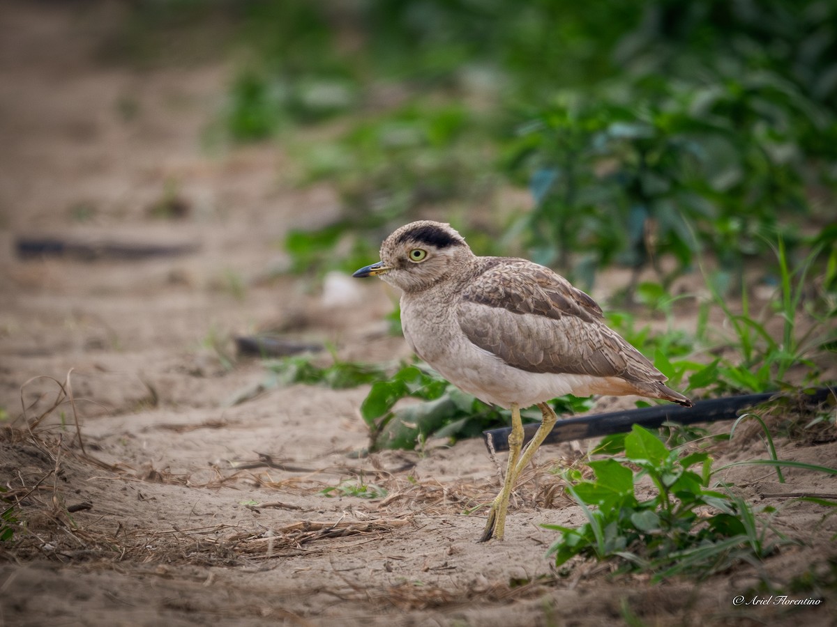 Peruvian Thick-knee - ML620681531