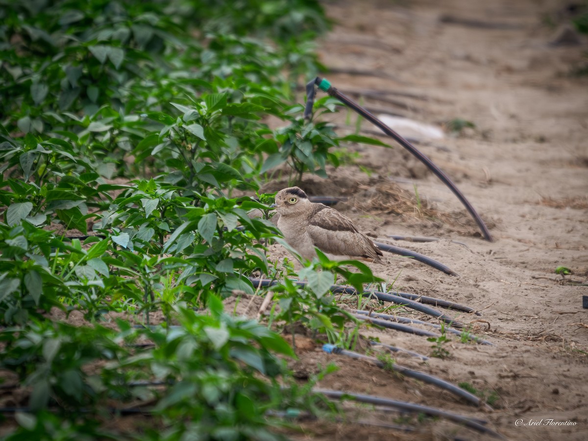 Peruvian Thick-knee - ML620681532