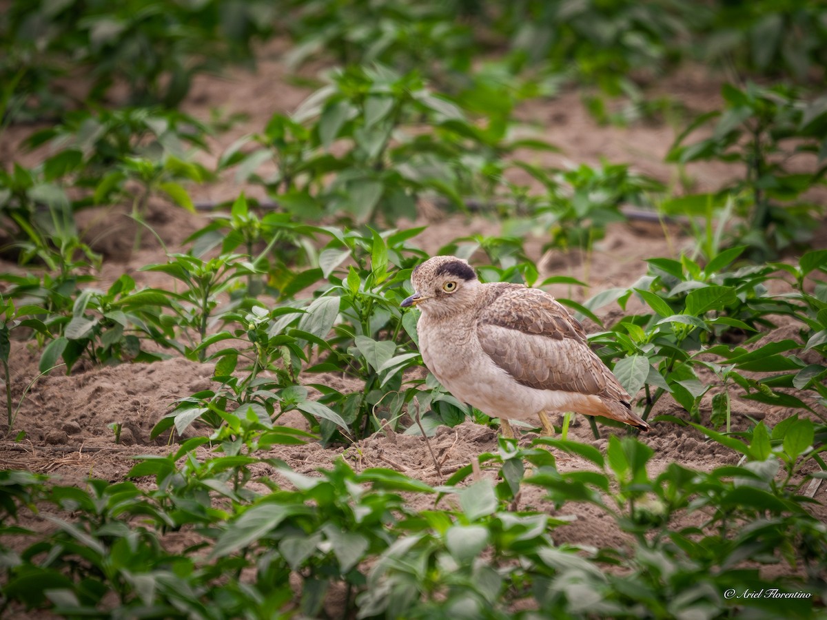 Peruvian Thick-knee - ML620681534