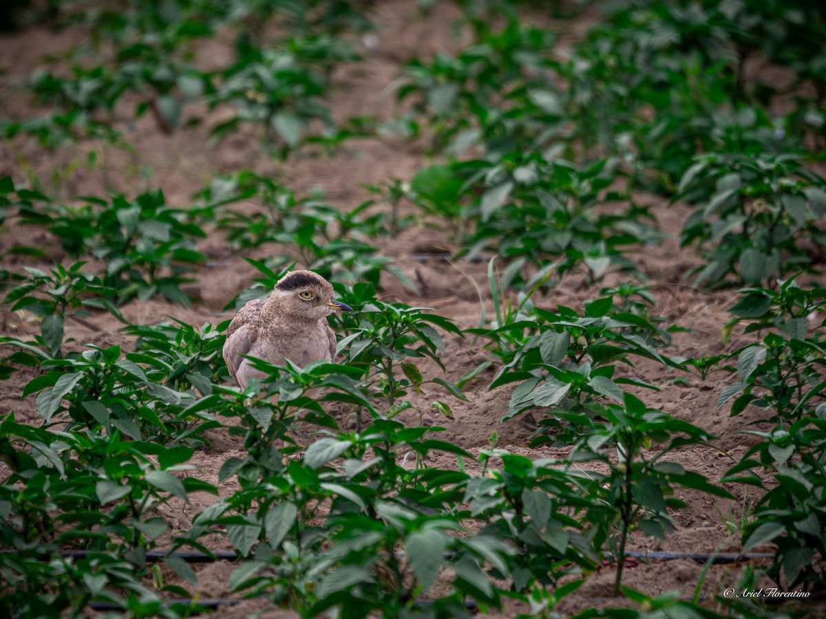 Peruvian Thick-knee - ML620681535