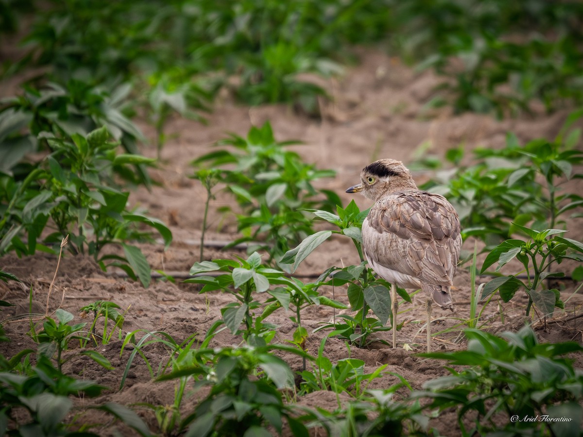 Peruvian Thick-knee - ML620681536