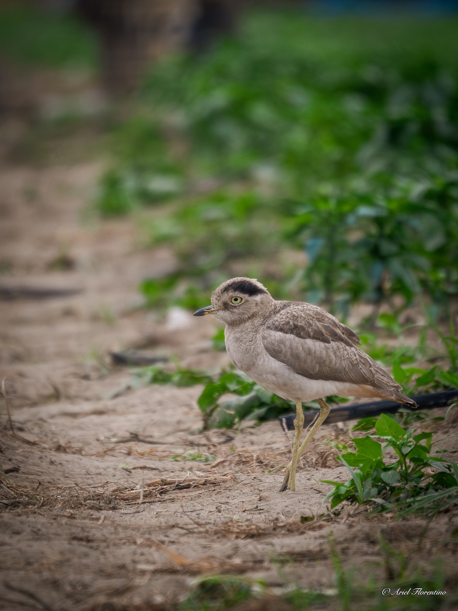 Peruvian Thick-knee - Ariel Florentino