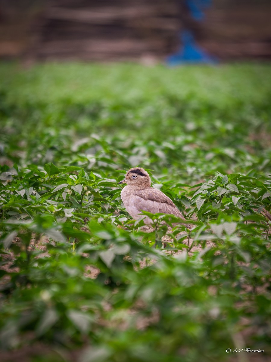 Peruvian Thick-knee - ML620681539