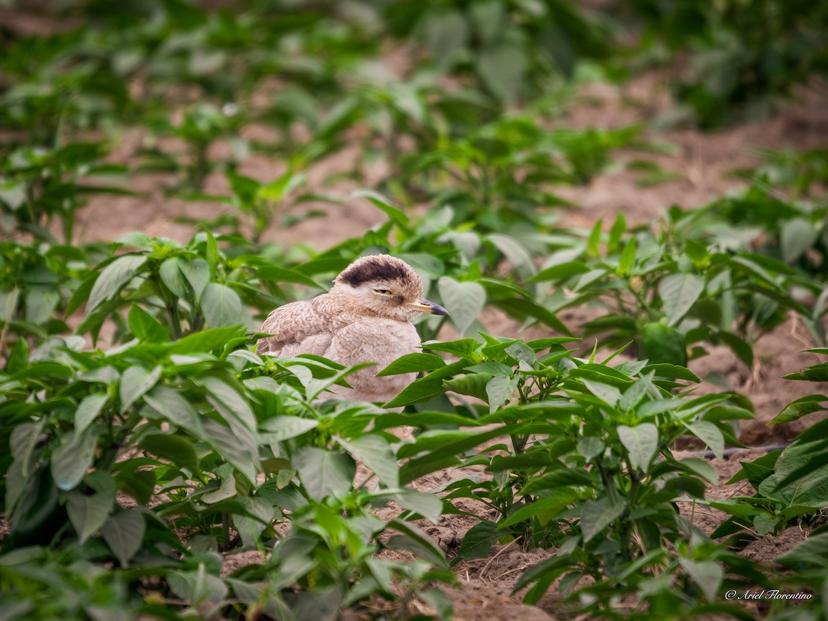 Peruvian Thick-knee - ML620681540