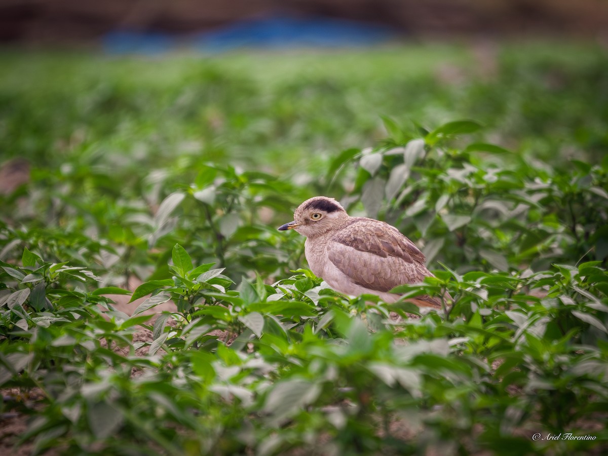 Peruvian Thick-knee - ML620681541