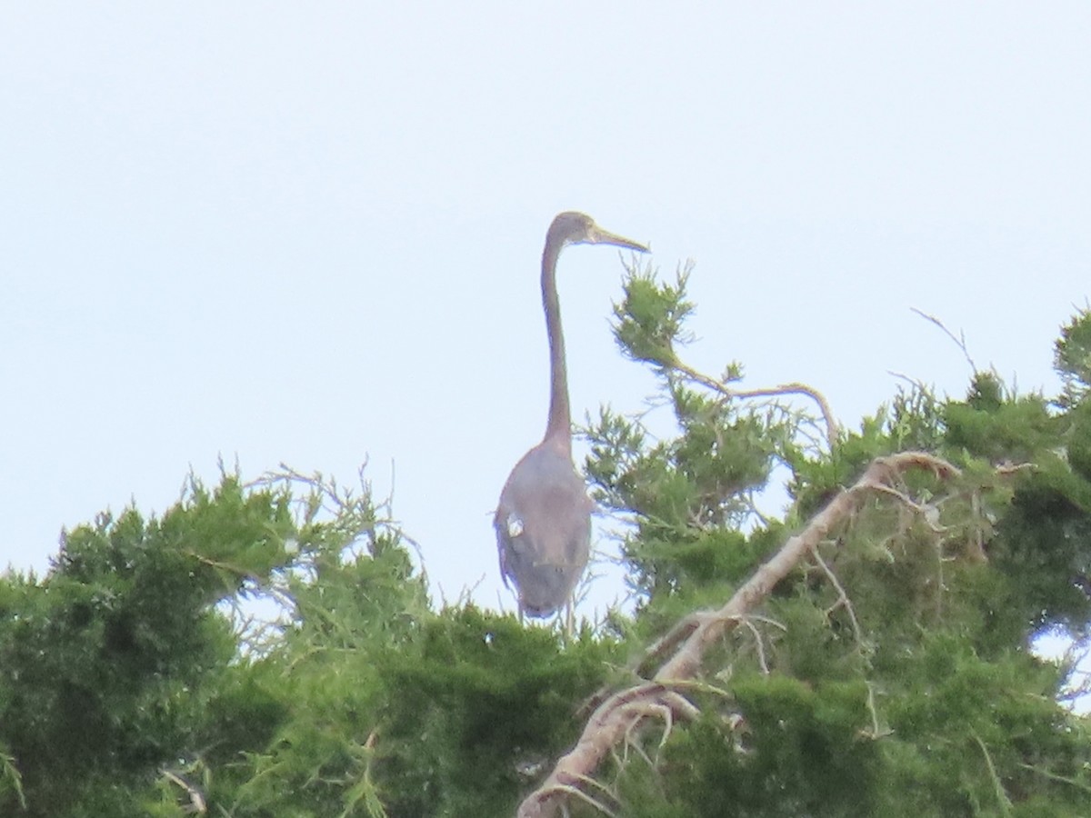 Tricolored Heron - Port of Baltimore