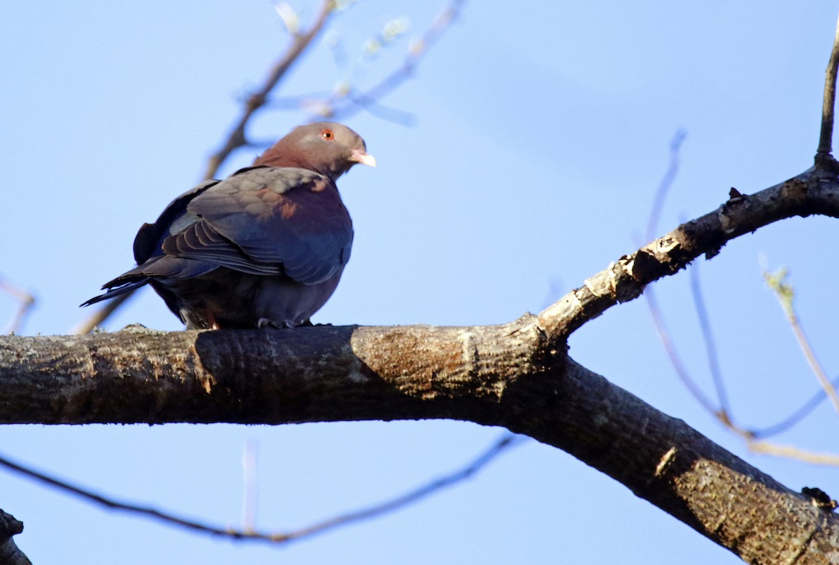 Red-billed Pigeon - ML620681568