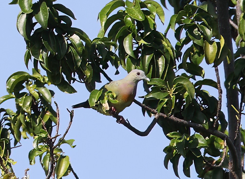 Pink-necked Green-Pigeon - Rob Van Epps