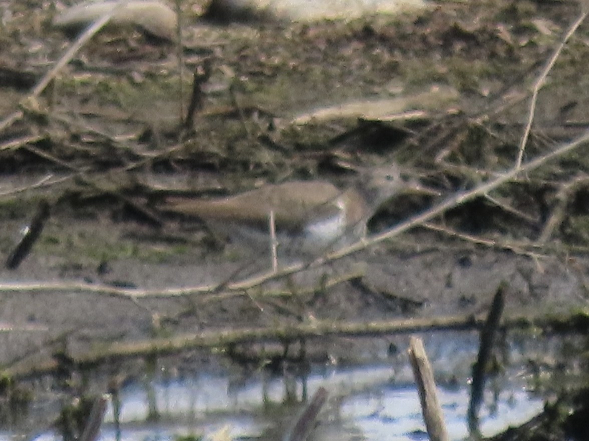 Spotted Sandpiper - ML620681570