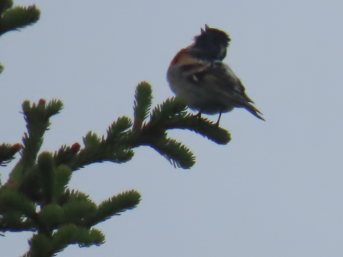 Brambling - Elizabeth Ferber