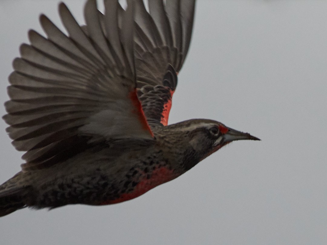 Pampas Meadowlark - ML620681573