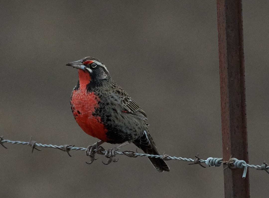 Pampas Meadowlark - ML620681574