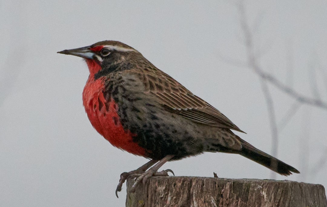 Pampas Meadowlark - Juan Piñanelli