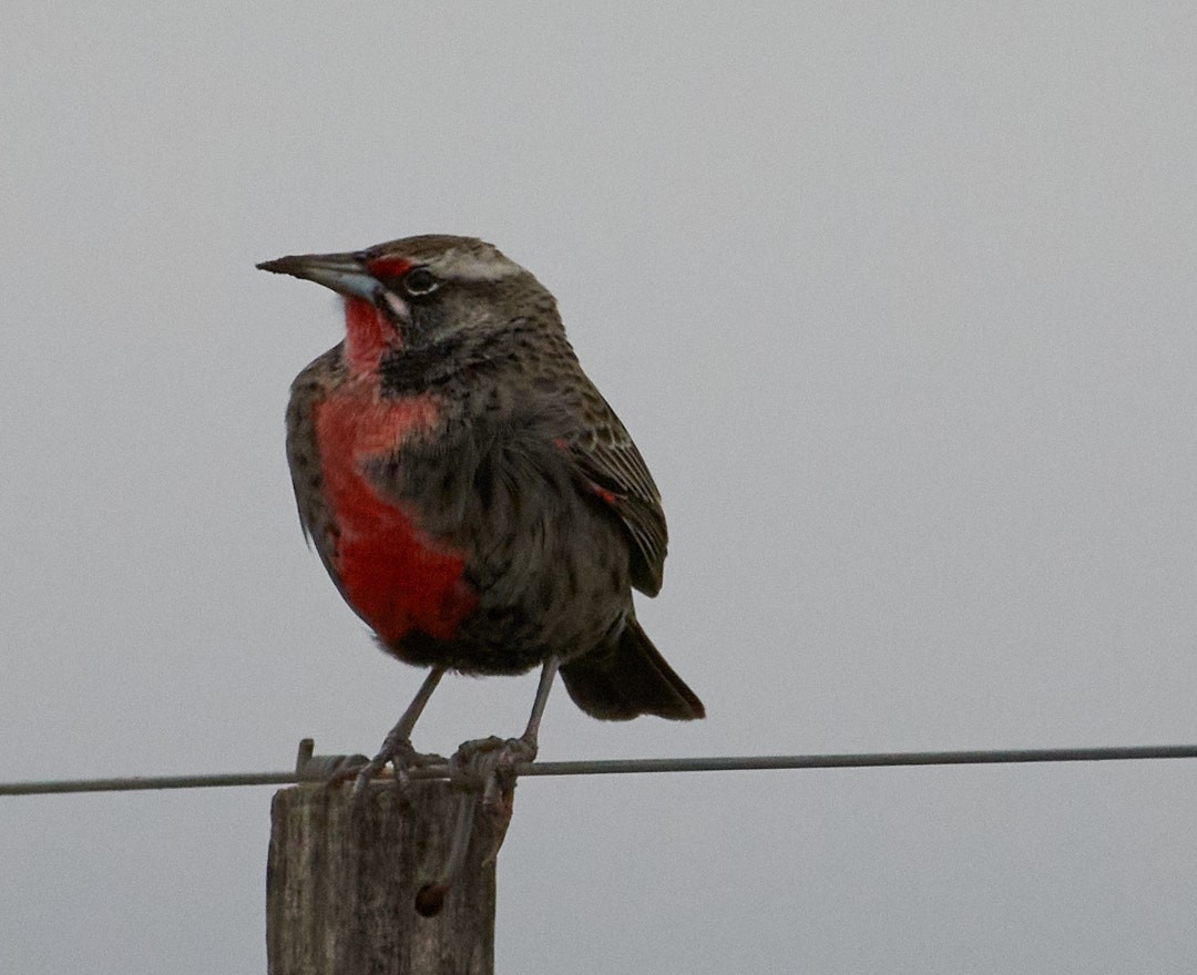 Pampas Meadowlark - ML620681576