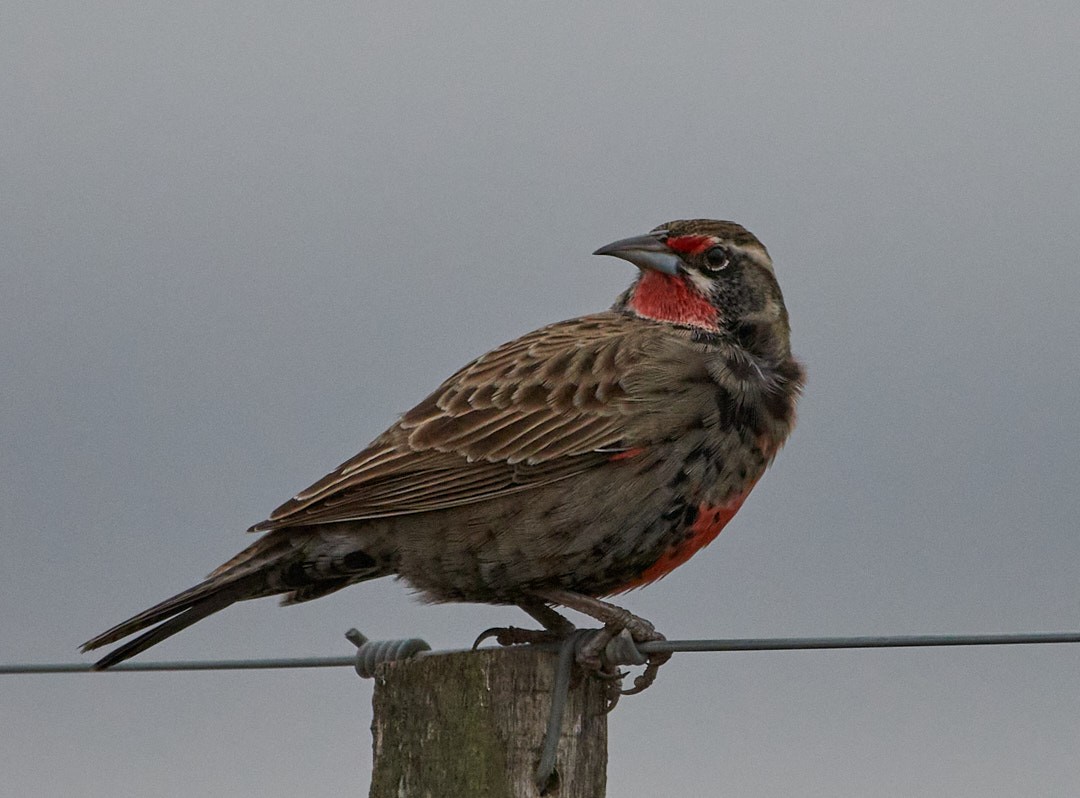 Pampas Meadowlark - ML620681578