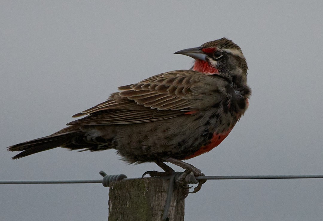 Pampas Meadowlark - ML620681579