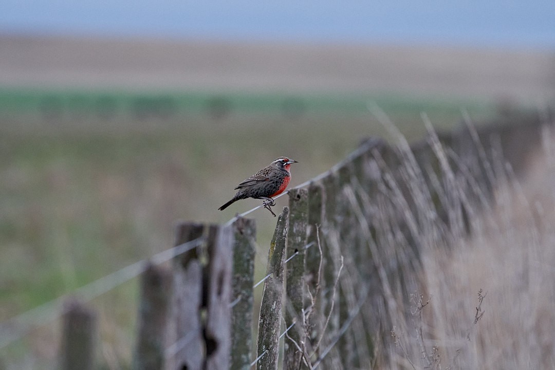 Pampas Meadowlark - ML620681581